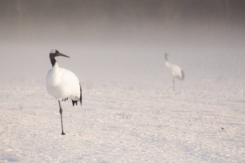 🦢 아칸 국제 두루미 센터 (아칸 코쿠사이 쓰루 센타 구루스) 이미지 5